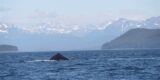 Whale Watching in Juneau