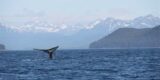 Whale Watching in Juneau